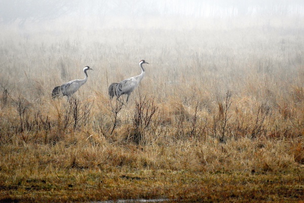 Nature database -enhancing the protection of natural resources